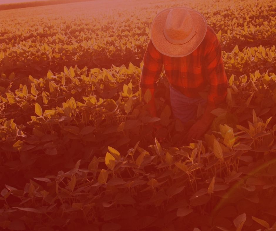 tempo rural na aposentadoria. Imagem com fundo vermelho, simbolizando a aposentadoria por tempo rural. Foto com agricultor colhendo as plantas, folhas verdes. Trabalhador vestindo chapéu de palha, camisa vermelha quadriculada, e calça jeans.