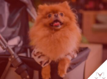 #pratodosverem: artigo: Existe pensão alimentícia para animais de estimação? - Na foto um cachorro esta sentado em um carrinho de bebê. Cores na imagem: marrom, preto, branco e vermelho.