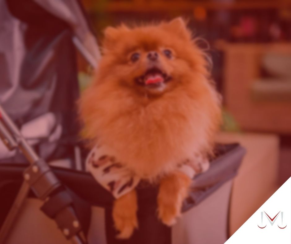 #pratodosverem: artigo: Existe pensão alimentícia para animais de estimação? - Na foto um cachorro esta sentado em um carrinho de bebê. Cores na imagem: marrom, preto, branco e vermelho. 
